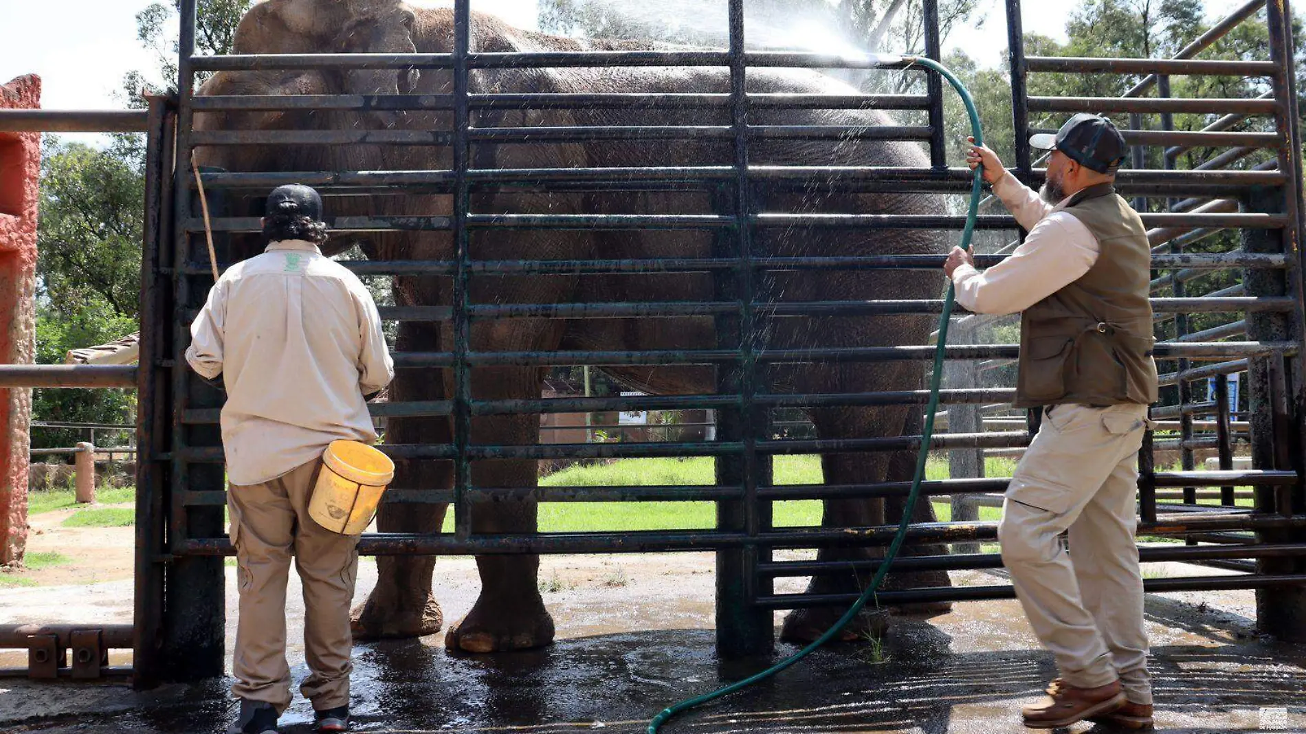 Personal del Zoológico bañando a un elefante con agua